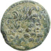 Seleucis and Pieria, Auguste, Æ Unit, 13-14, Antioch, Bronze, SS, RPC:4269