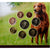 Irlanda, Set 1 ct. - 2 Euro, Animals of Irish Coinage, Dog, BU, 2012, Sandyford