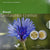 Luxemburg, 5 Euro, 2016, Bleuet Centaurea Cyanus.FDC BE, FDC, Silver & Nordic